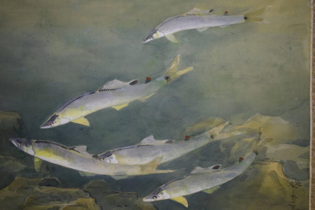 真作/華堂/鮎図/布袋屋掛軸HF-1000