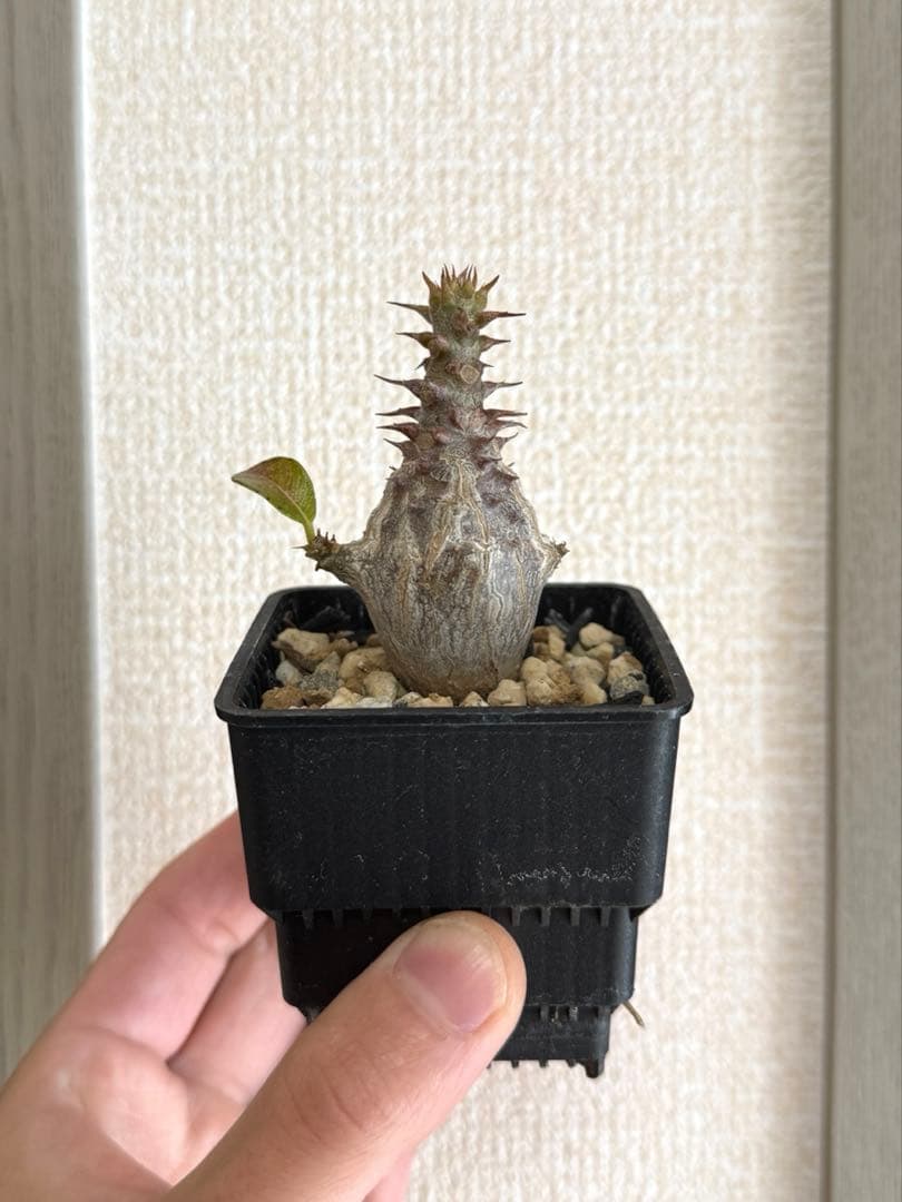 パキポディウム ウィンゾリー Pachypodium windsorii 実生②