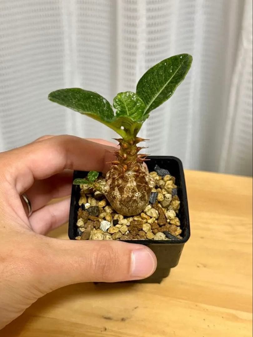 パキポディウム ウィンゾリー Pachypodium windsorii 実生②