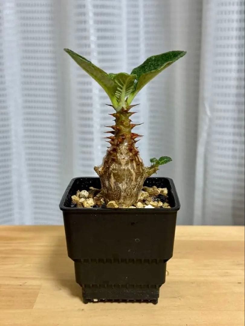 パキポディウム ウィンゾリー Pachypodium windsorii 実生②