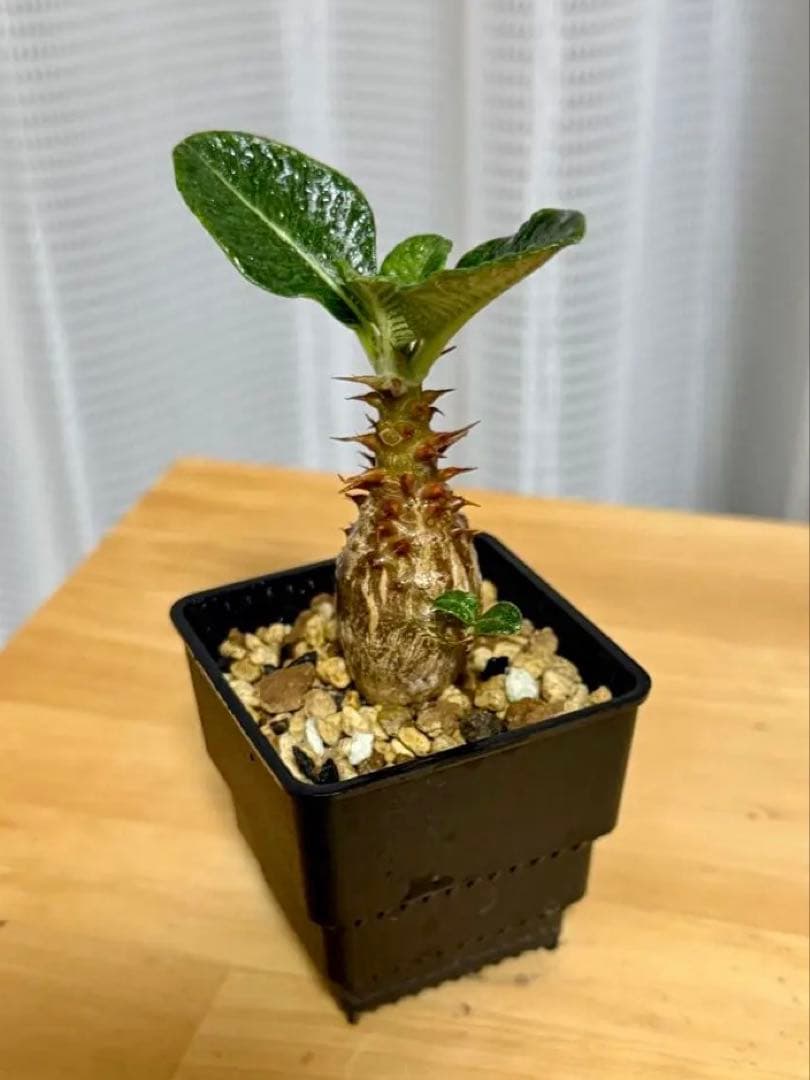 パキポディウム ウィンゾリー Pachypodium windsorii 実生②