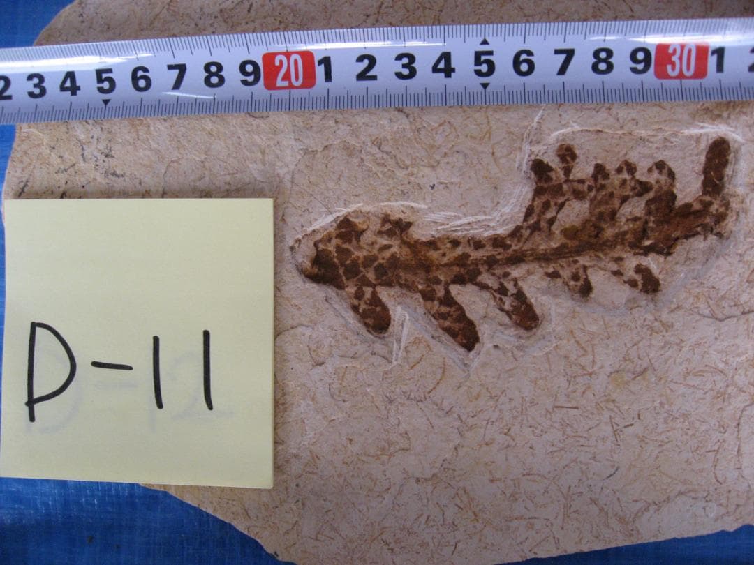 古代魚の化石３点セット　B-16　D-10　D-11