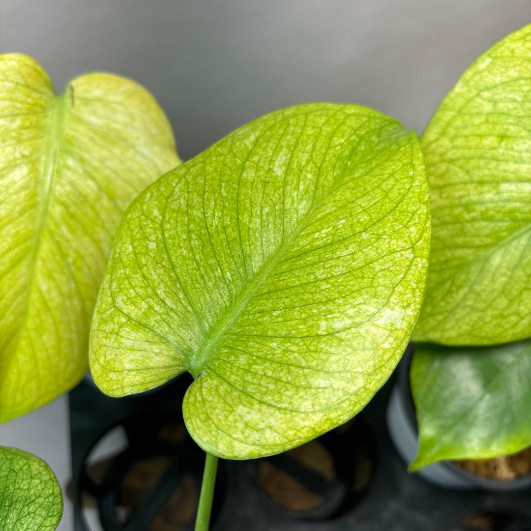 ち*え様 5株セットms49ホワイトモンスター／天津蘭 モンステラ斑入り