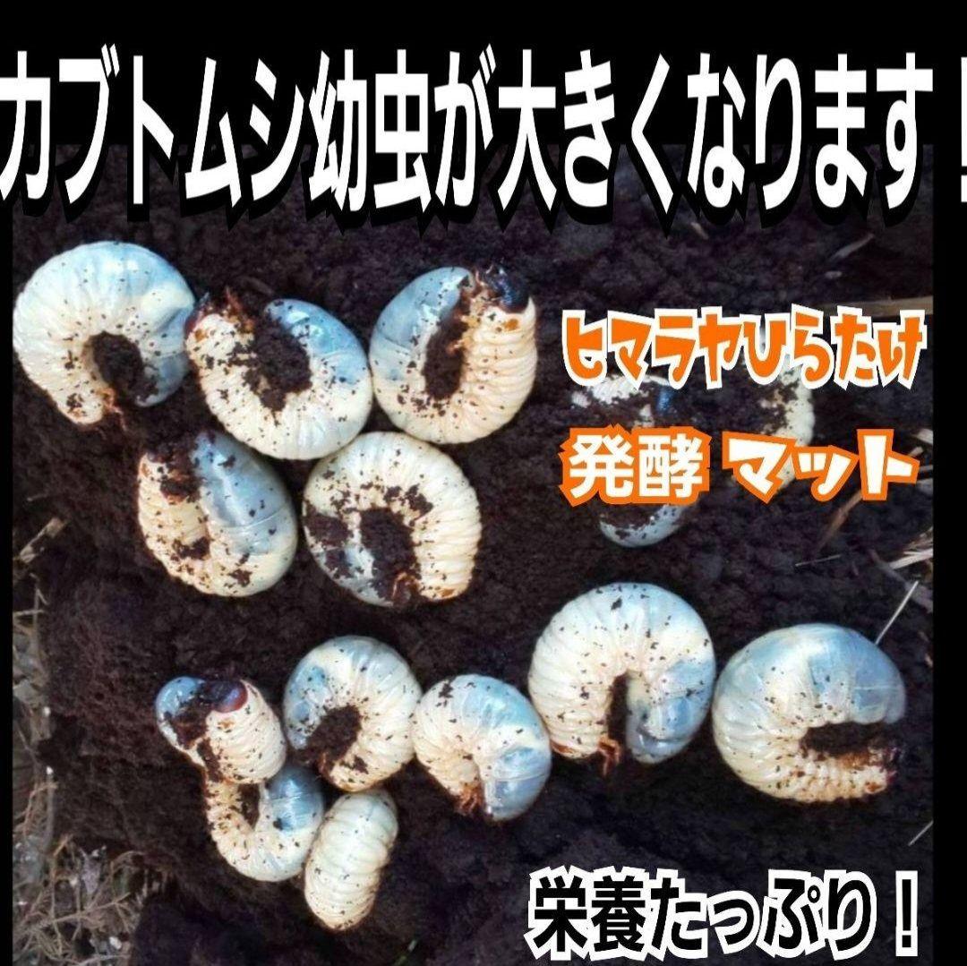 60リットル　ヒマラヤひらたけ発酵カブトムシマット　幼虫がビックサイズになります