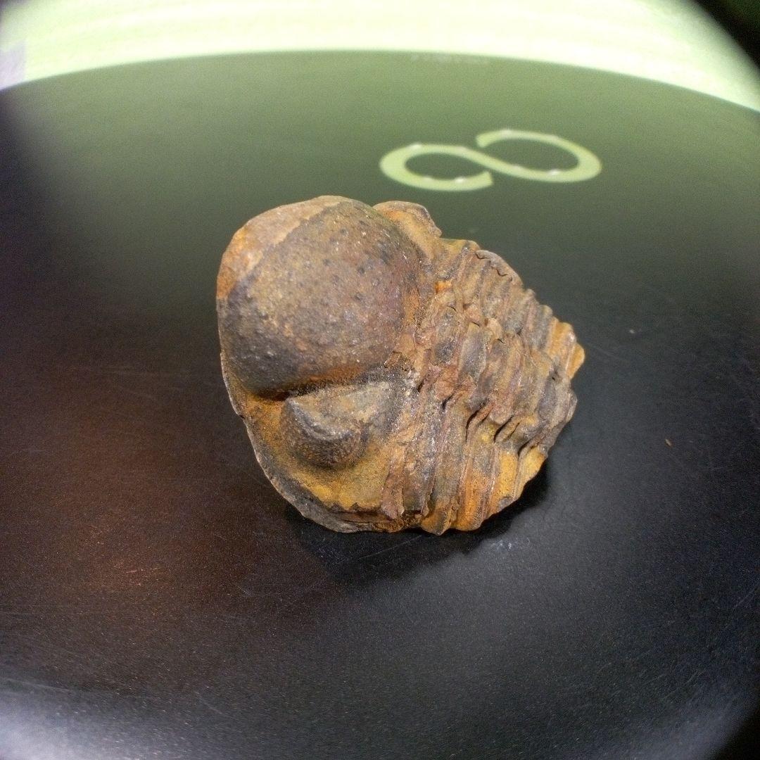 三葉虫　化石　fossil　ボリビア産　trilobite　三葉虫判別⑦