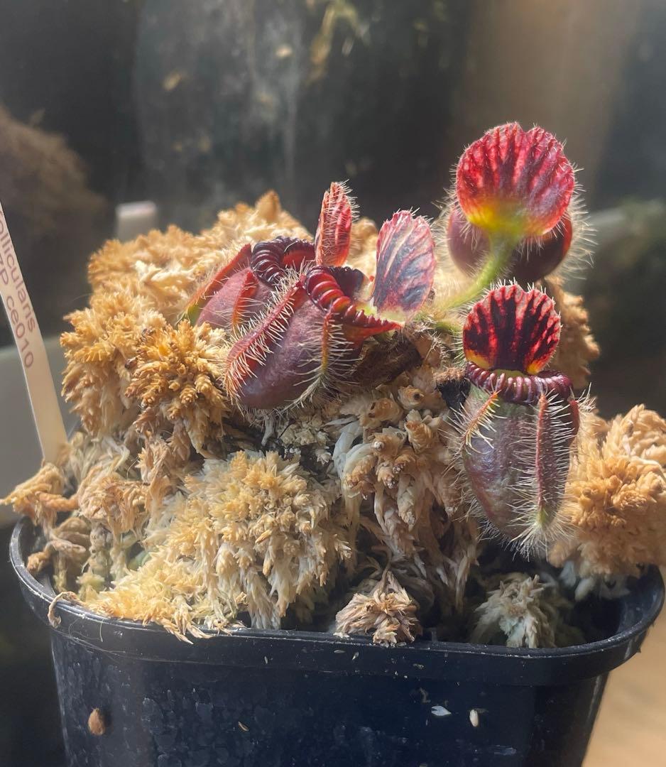 セファロタス・フォリキュラリス　「エデンブラック」CZP 株分け苗