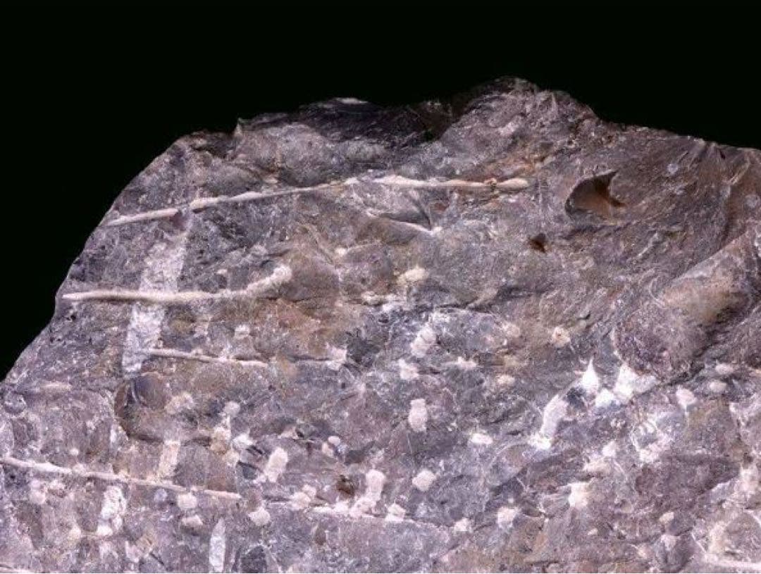 アンモナイト化石 大型標本⭐︎着払