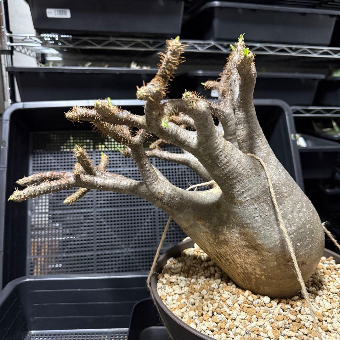 極美株 パキポディウム グラキリス 大株 塊根植物