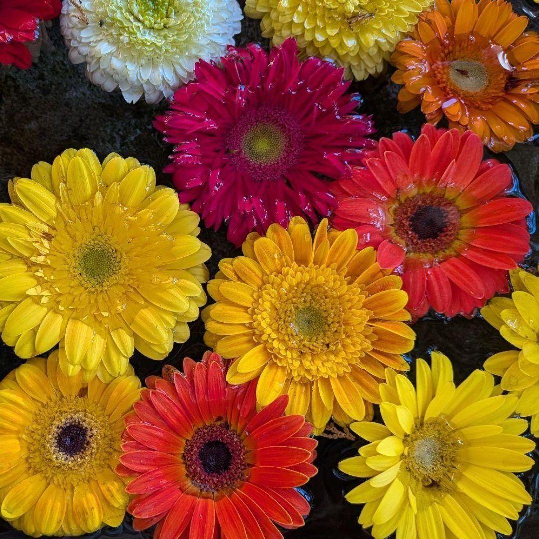 【ワンダーフォーゲル1860