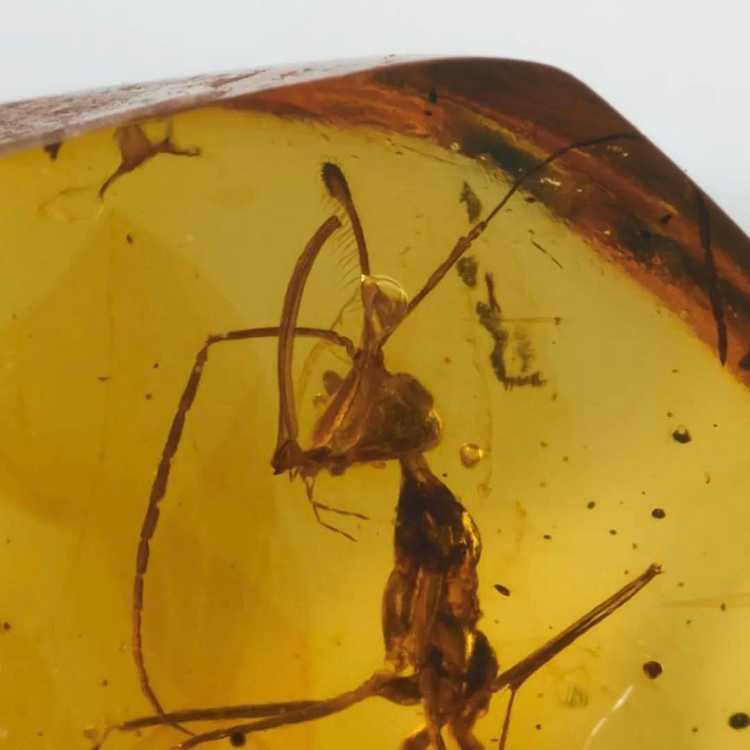 レア極上品 PA119 白亜紀の恐怖蟻きょうふありHaidomyrmex