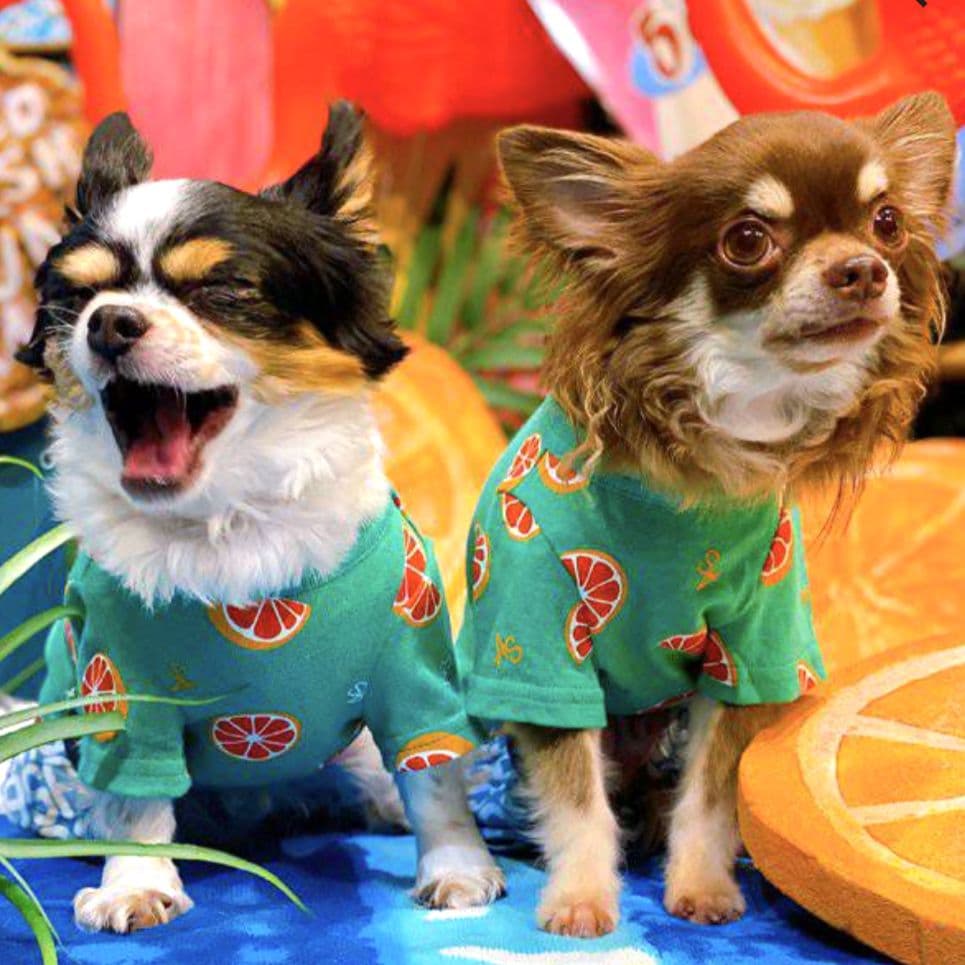 直営店限定2枚セット NC☆フレッシュORTasknowasdewan