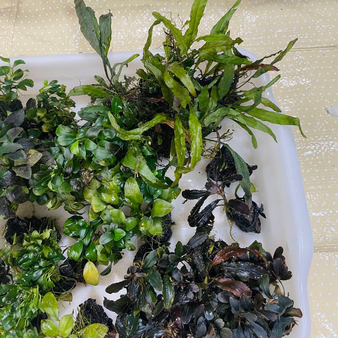 引き取り限定 ADA45㎝ 陰性水草水槽フルセット