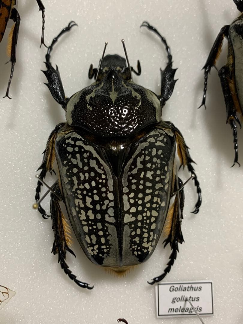 ゴライアスハナムグリ　大型　メレアグリス　黒化型ペア　標本