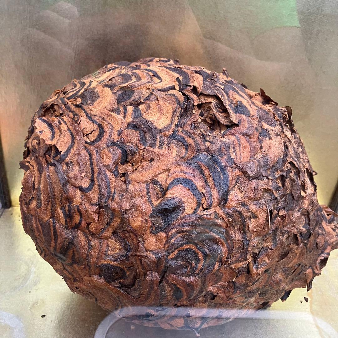 蜂の巣　ハチノス