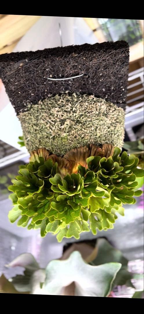 P.ridleyi dwarf silver② 自家撒き　選抜株　胞子培養