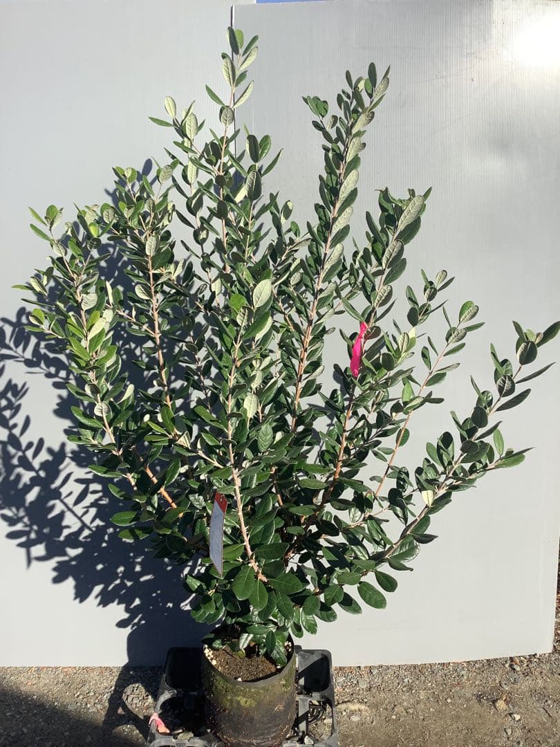 7-44果樹【*+ami♡ami+*フェイジョア】樹高約130cm【送料込