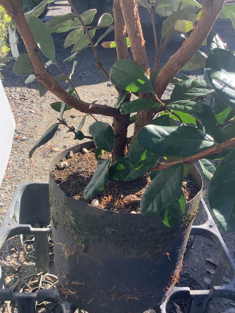 7-44果樹【*+ami♡ami+*フェイジョア】樹高約130cm【送料込