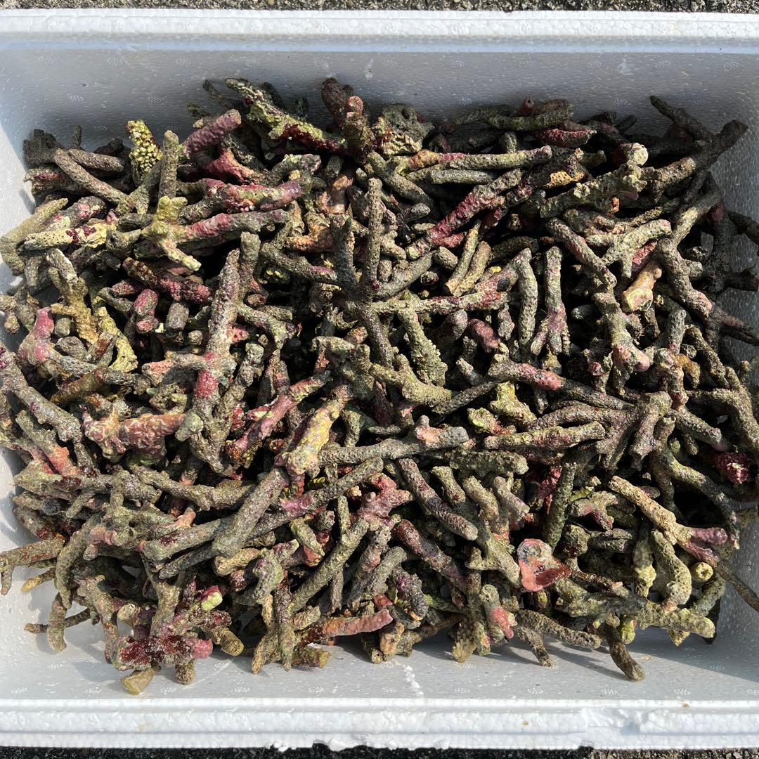 天然ライブロック　フライドポテト