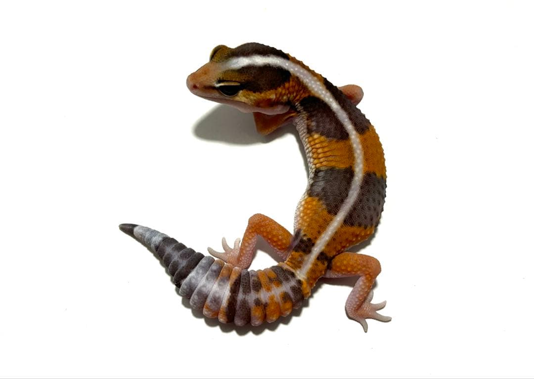 冷凍クロコL約1000匹1kg冷凍コオロギ