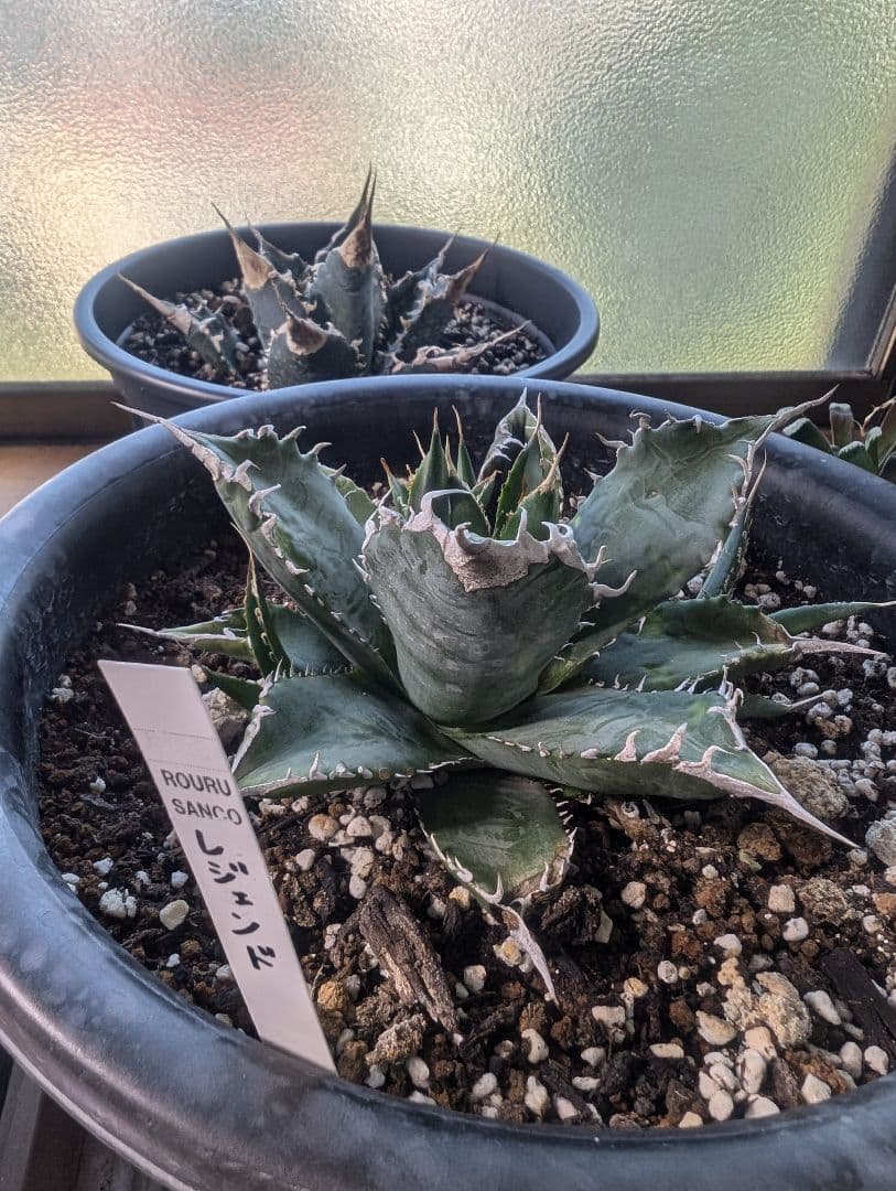 アガベ　チタノタ　「レジェンド」（少し訳あり）