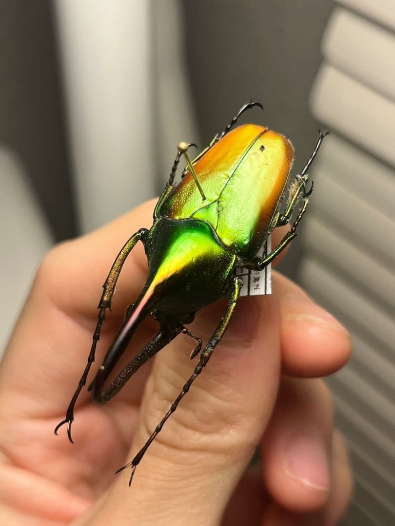 【43mm】カブトハナムグリ コガネムシ プラチナコガネ カナブン　昆虫標本