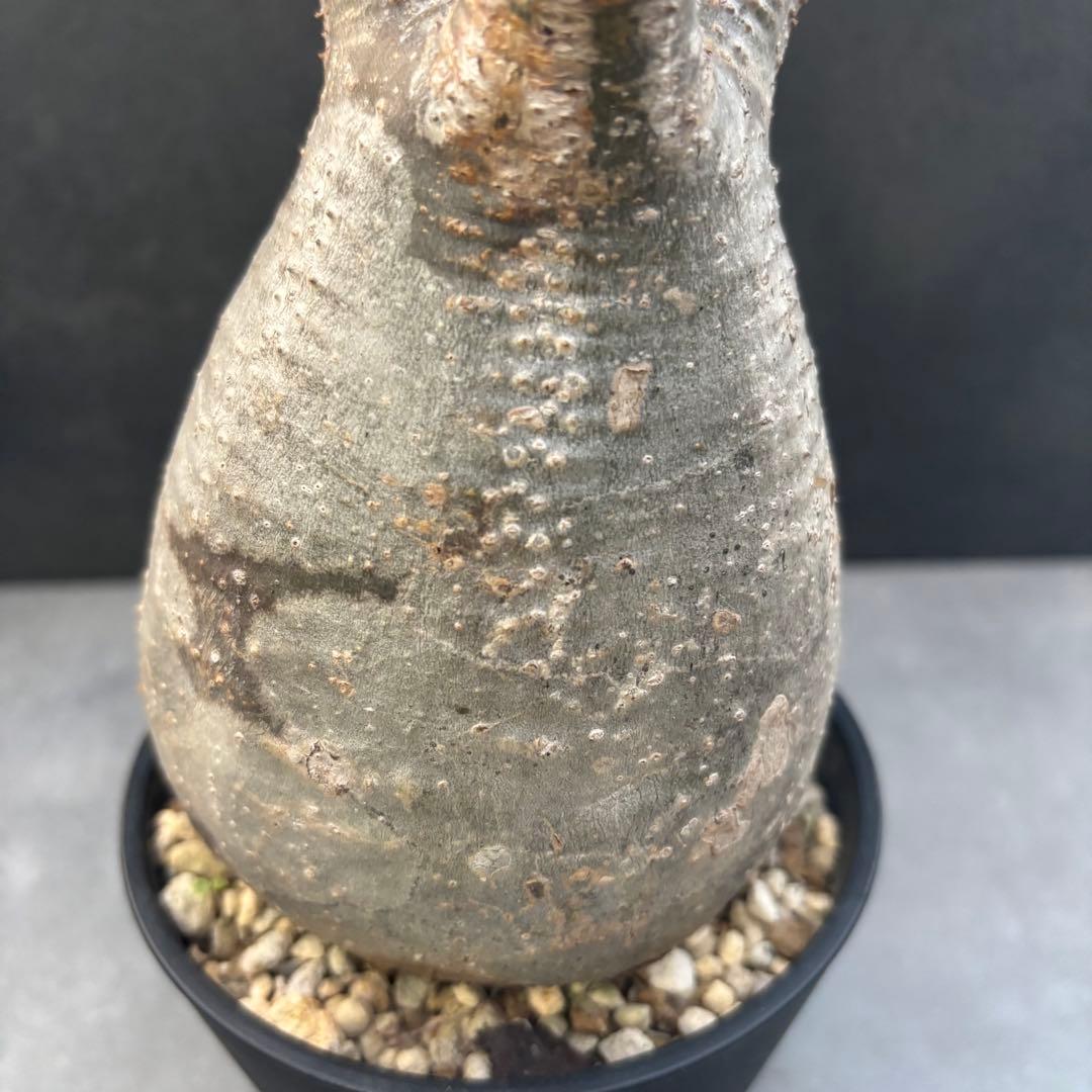 発根済 パキポディウム グラキリス 現地球 良型 塊根植物 コーデックス　NO4