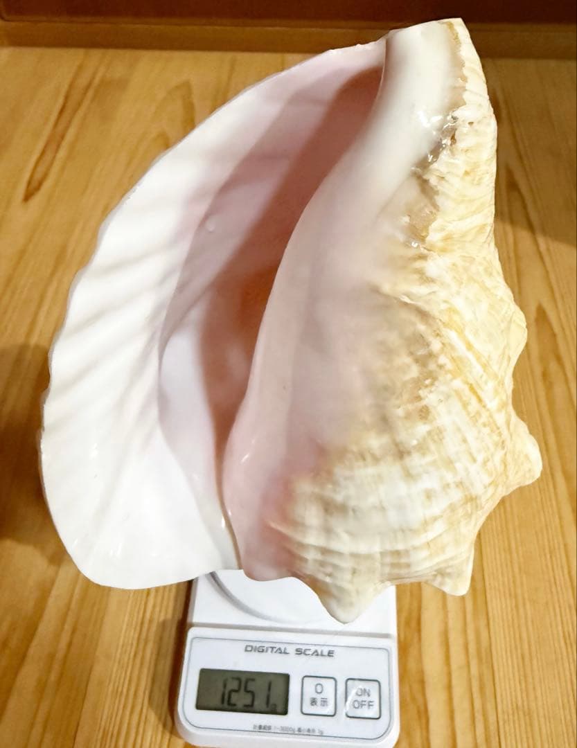 希少古代特大肉厚桃色法螺貝　（ピンク貝）法螺貝　ほら貝❣️コンク貝笛