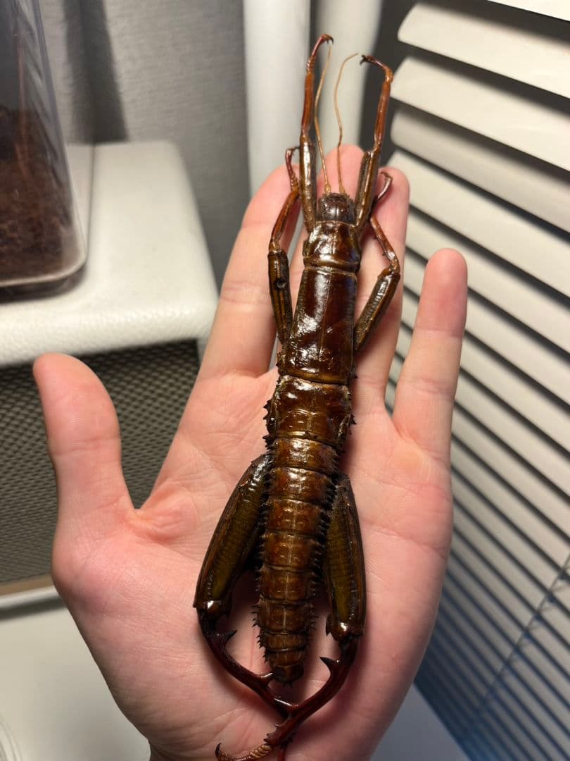 【伝説の七節】ロードハウナナフシに酷似のトゲアシフトナナフシオバケフトナナフシ♂