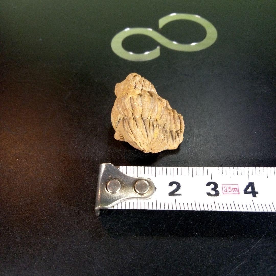 三葉虫　化石　fossil　ボリビア産　trilobite　海生動物個体⑨