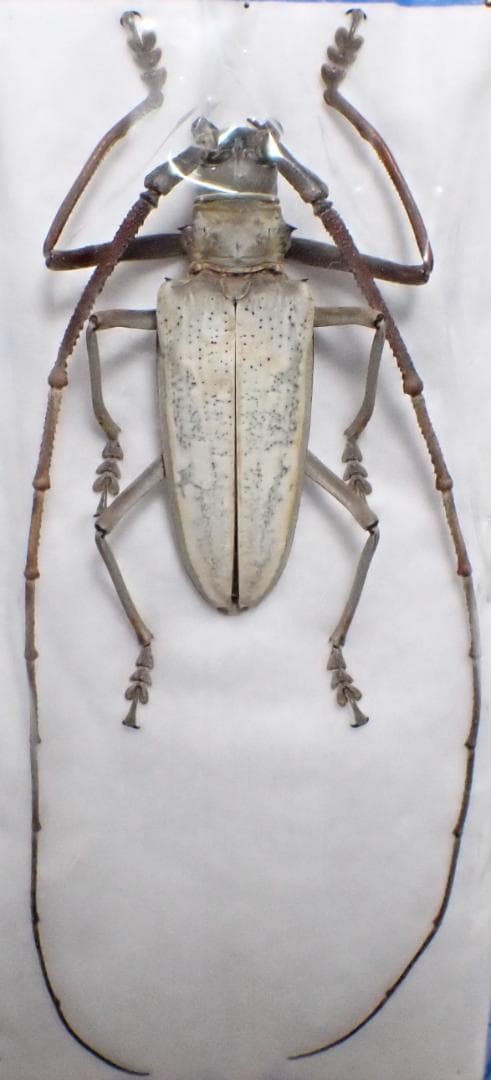 特大　ソロモン　シロスジカミキリ　標本