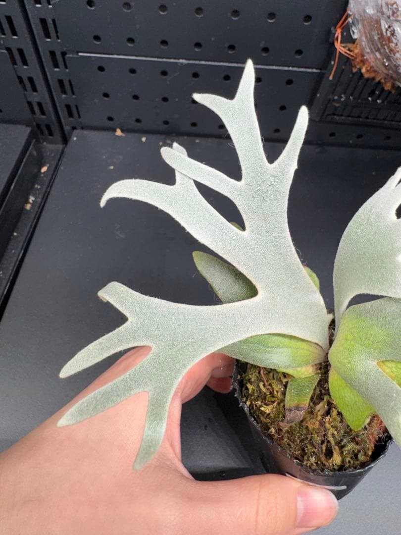 【平凡之鹿】ビカクシダ YMDS Totoro HHRナーセリータグ付け#071