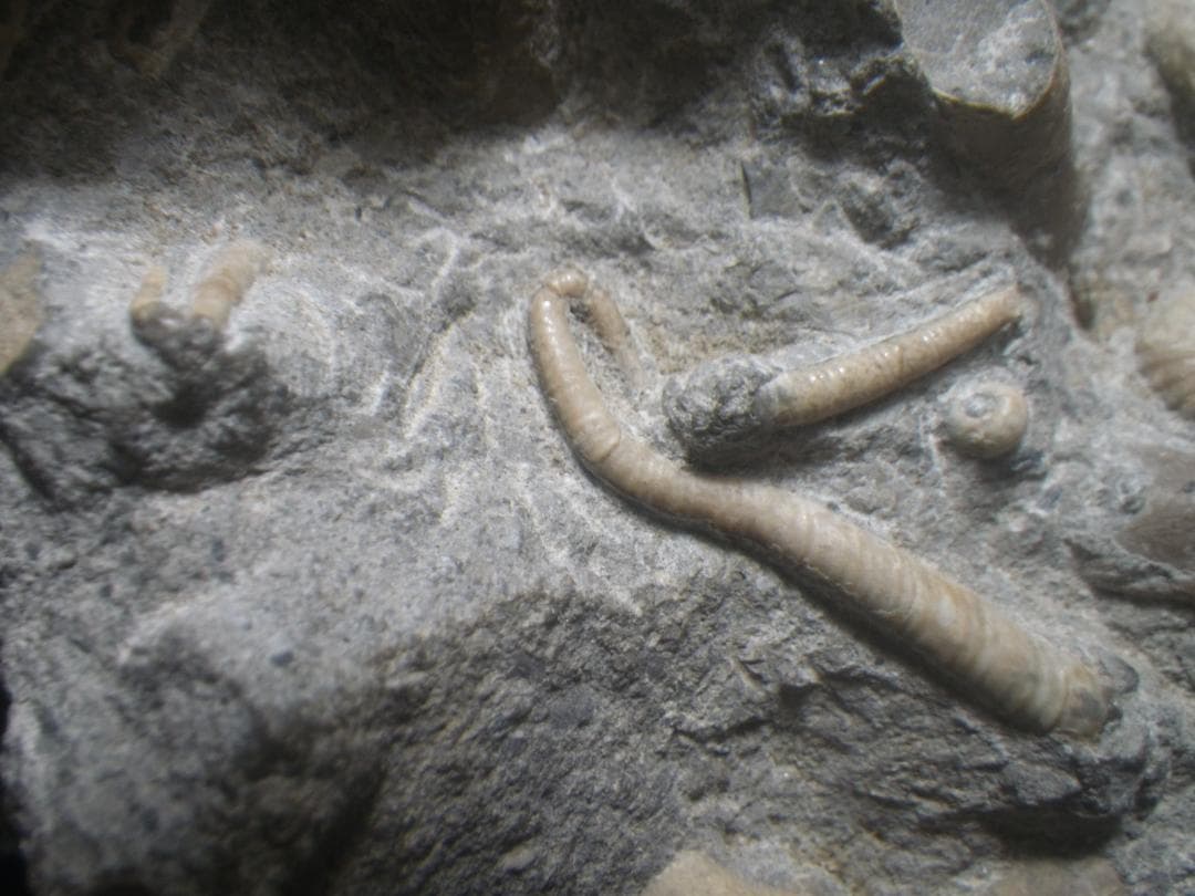 国産化石 北海道小平 ２５１０１２－7