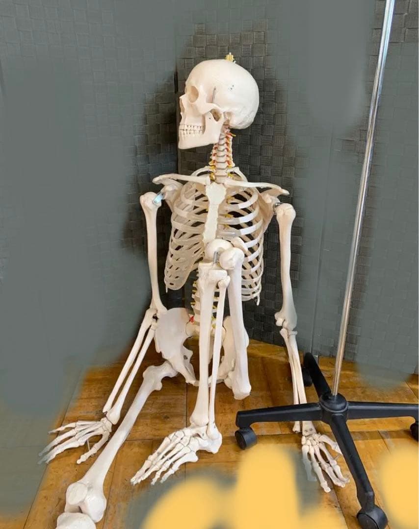 人体模型 約160cm