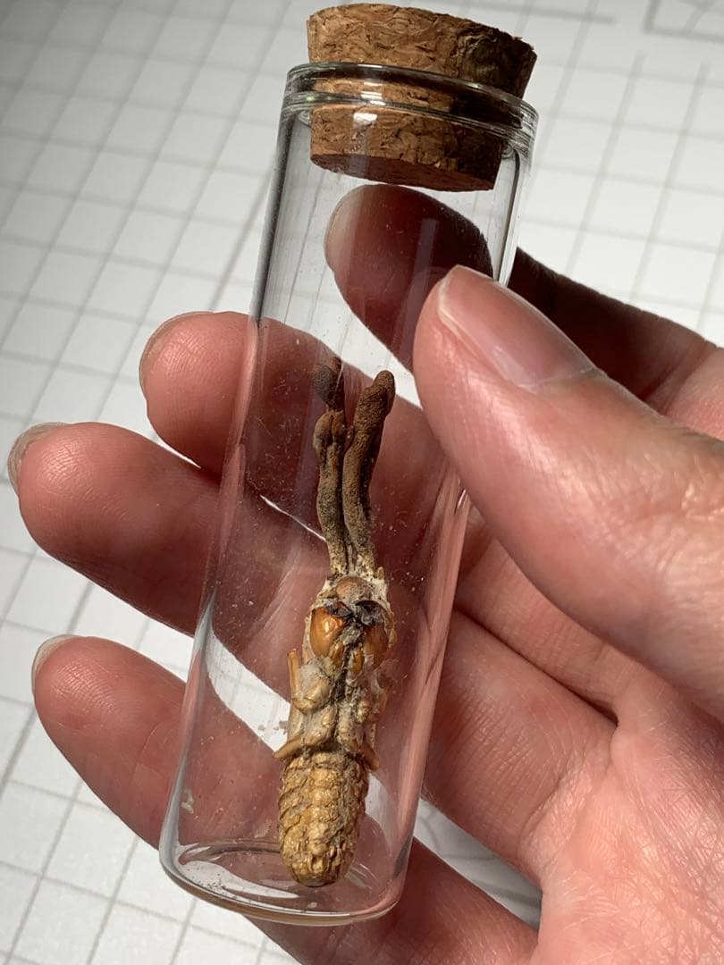 珍品！　冬虫夏草　セミ　昆虫標本　漢方　鉱物　隕石　呪物　根付　出土　人体標本