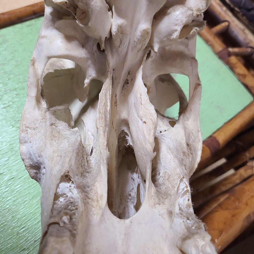 最終値下げ　バッファロースカル　牛頭蓋骨　壁掛け　オブジェ