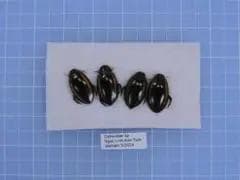 plants様 リクエスト 4点 まとめ商品