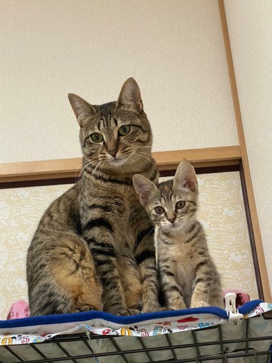 我が家のにゃんこ(*^^*)