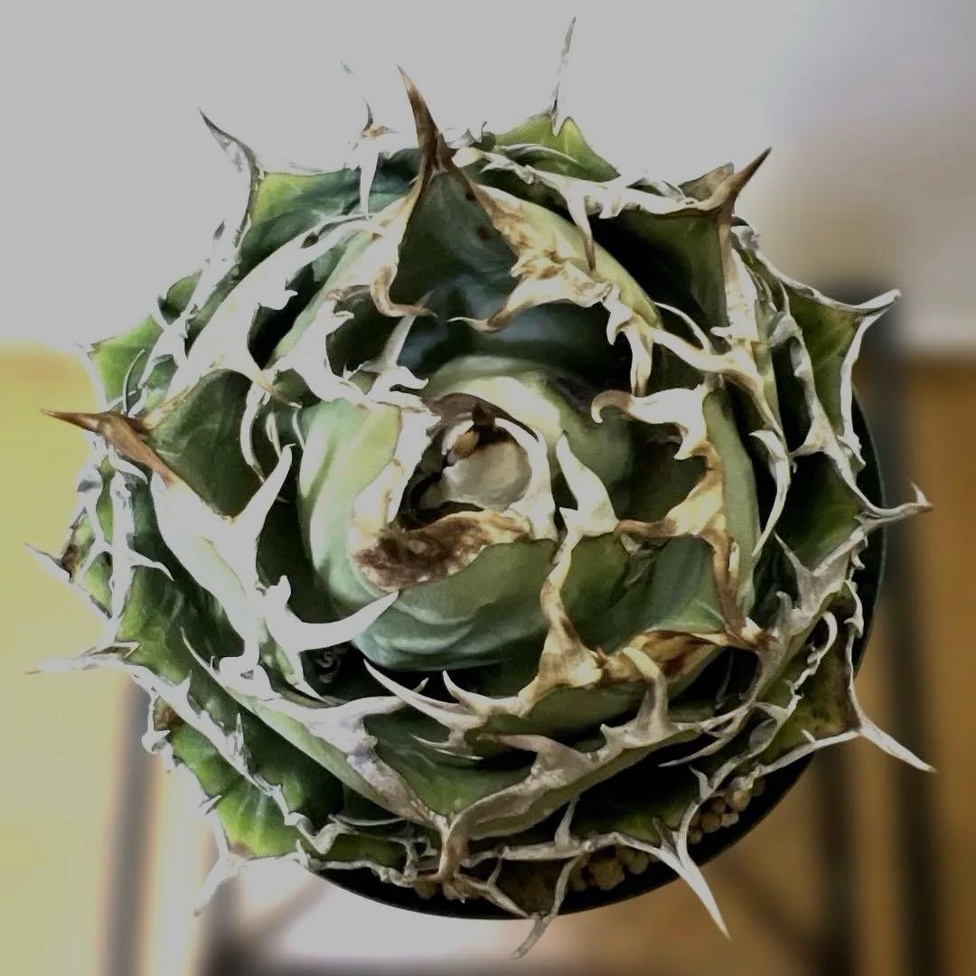 アガベ 鉢植発送 精品 白鯨 ボール型 極上血統 超良型 大株 コンテスト候補株