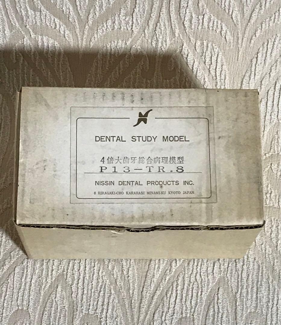 NISSIN DENTAL STUDY MODEL 矯正  歯　模型