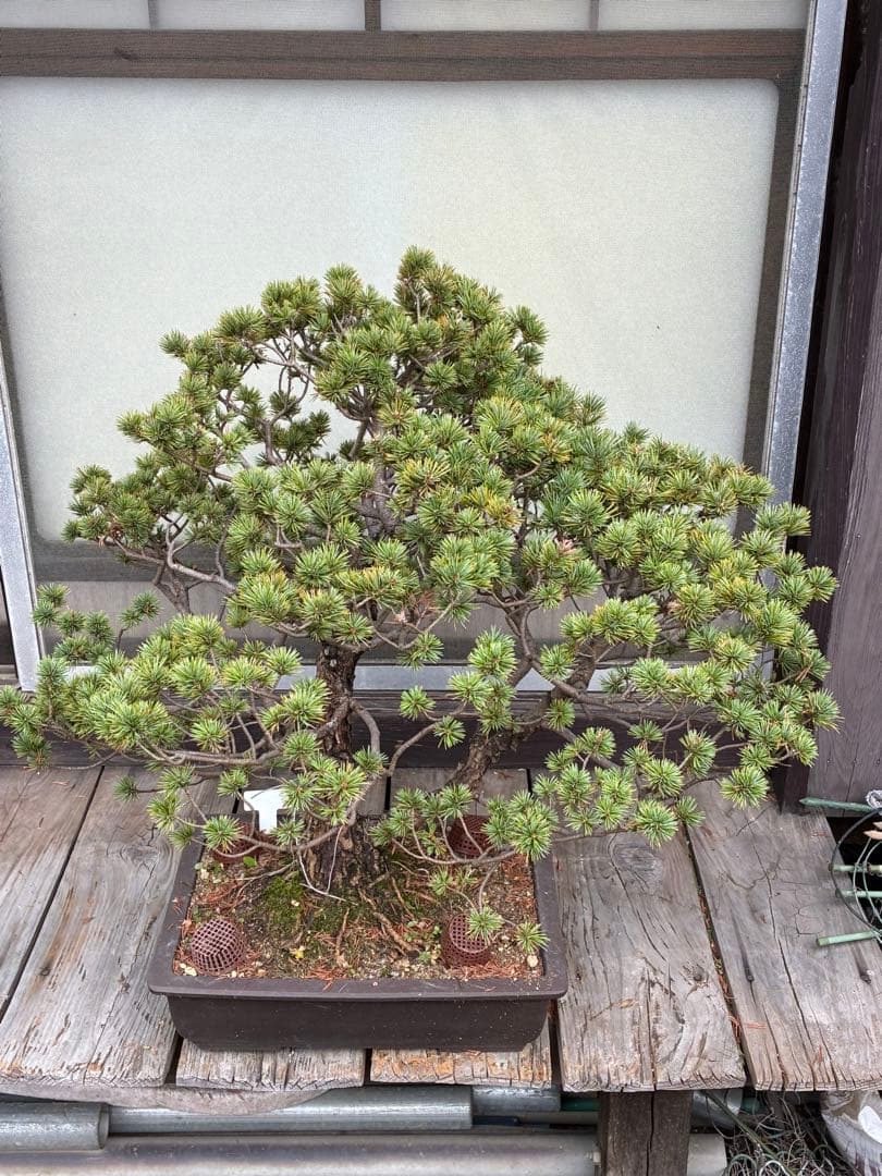 俊*様 ★盆栽★ 赤石五葉松　E- 20 樹齢70年以上　★愛媛県より発送★