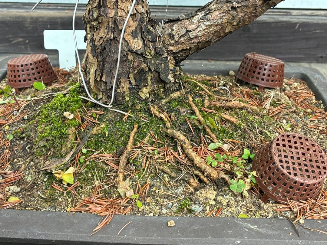 俊*様 ★盆栽★ 赤石五葉松　E- 20 樹齢70年以上　★愛媛県より発送★