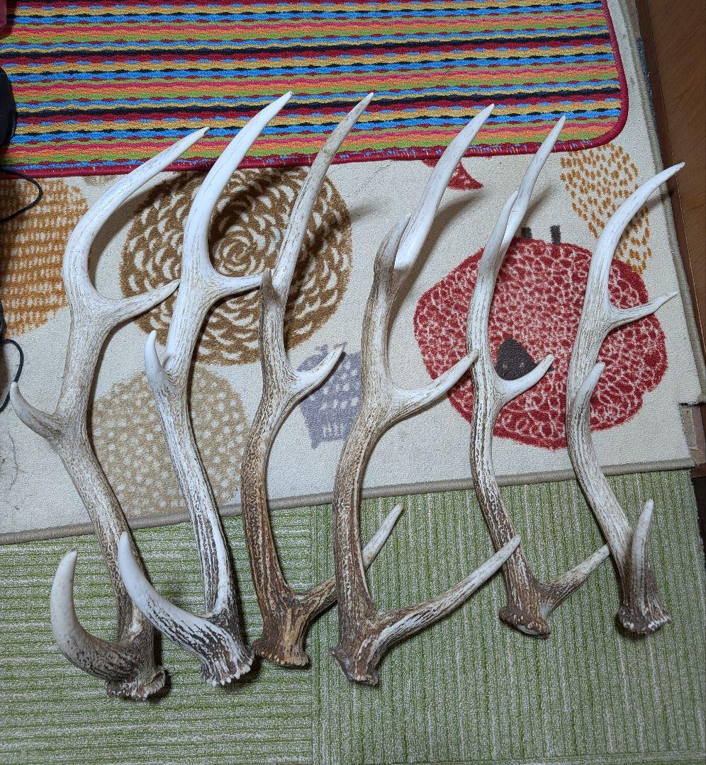 クラフトさん専用★北海道道東★蝦夷鹿の角★6本