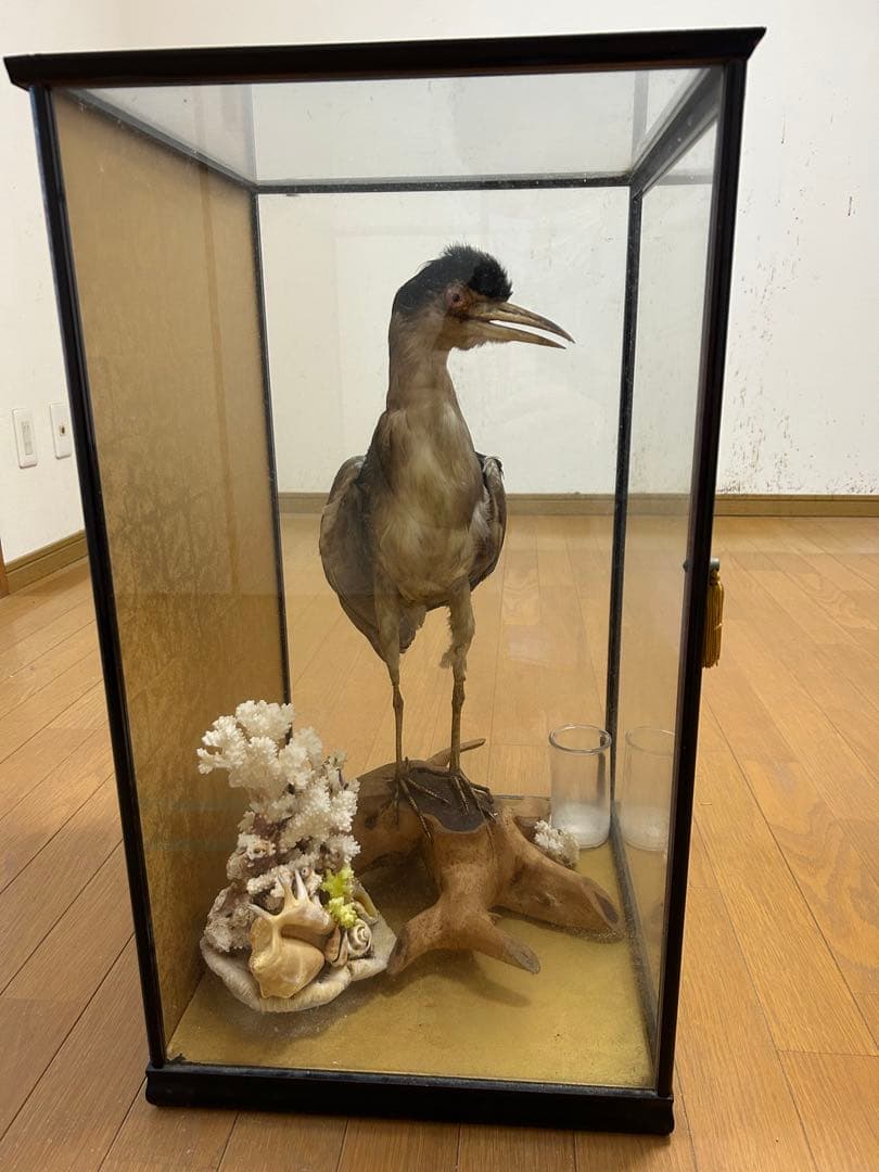 ゴイサギの剥製 ガラスケース入り