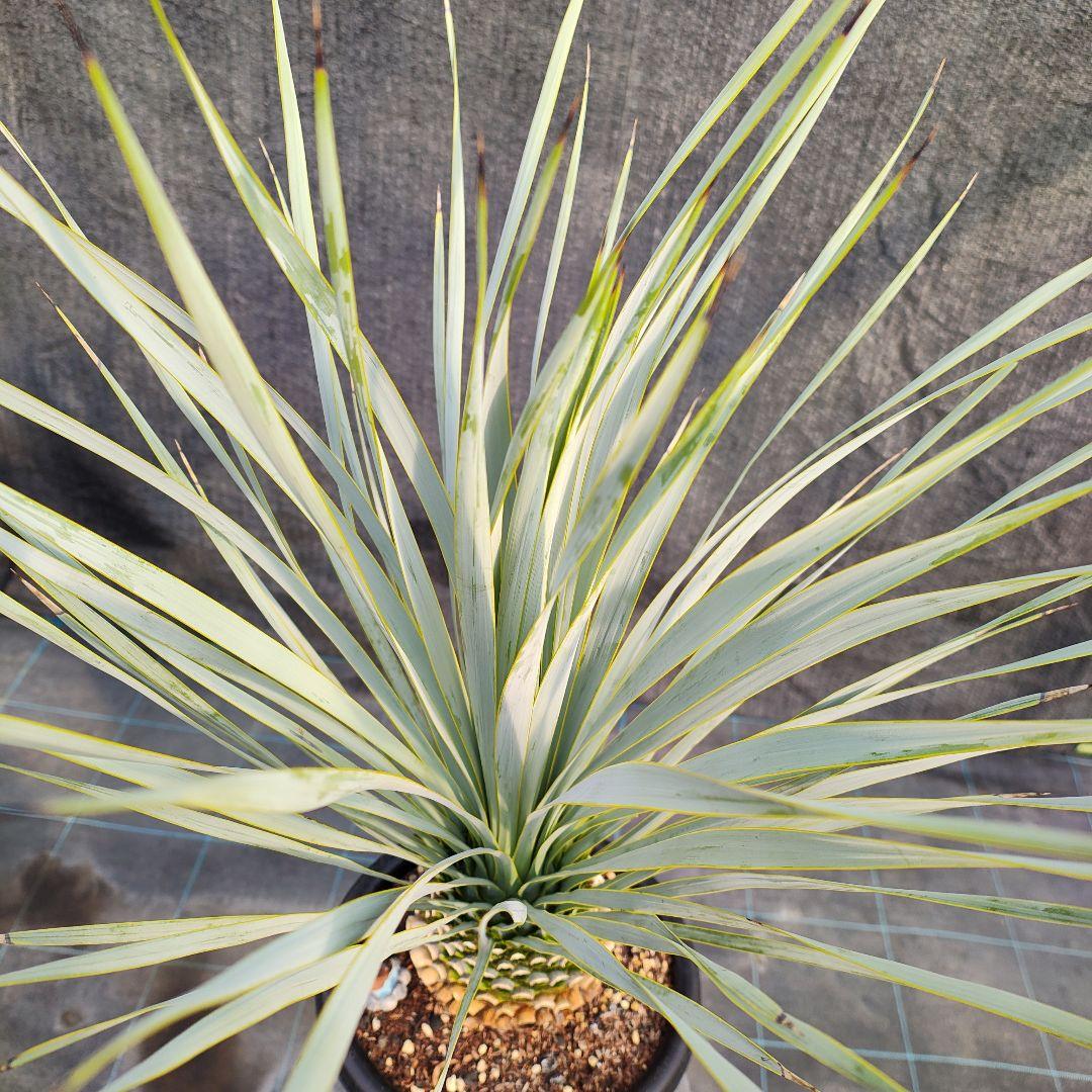 h*o様 ユッカ ロストラータ Hybrid No.2