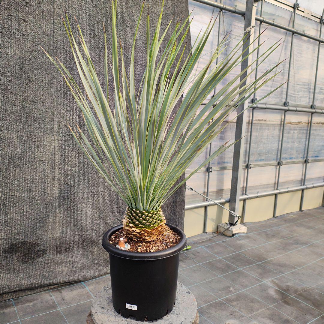 h*o様 ユッカ ロストラータ Hybrid No.2