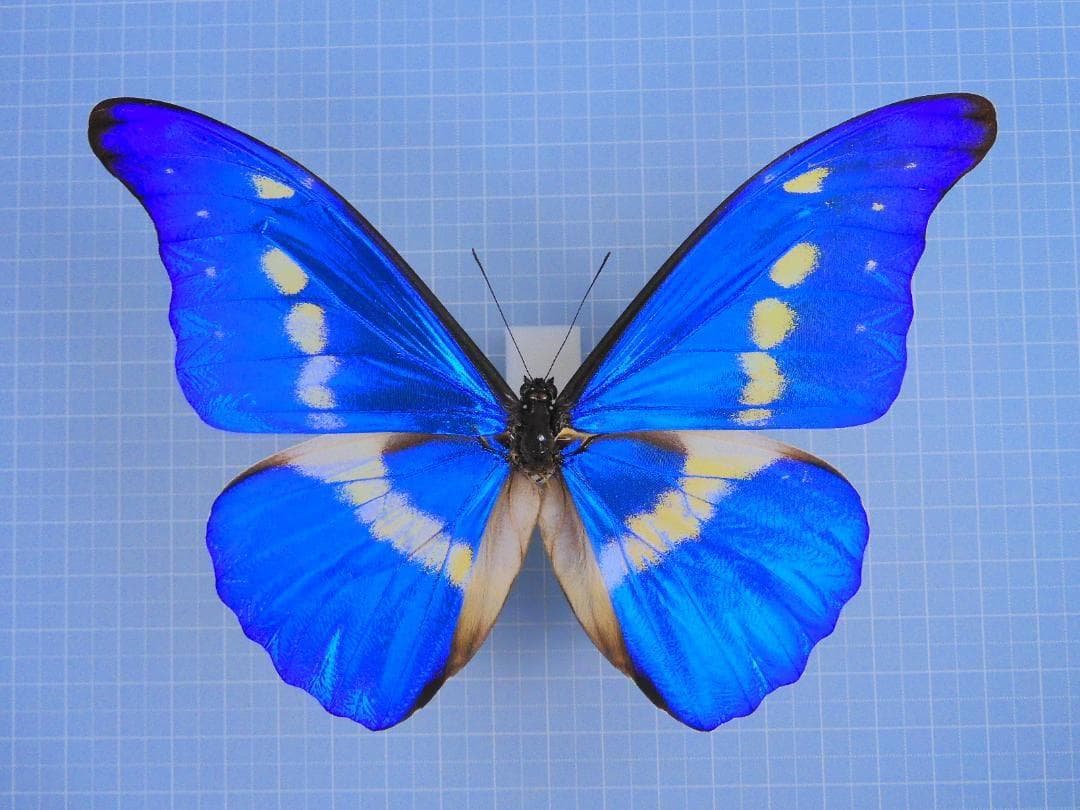 標本 Peru Morpho helena 135mm A1+