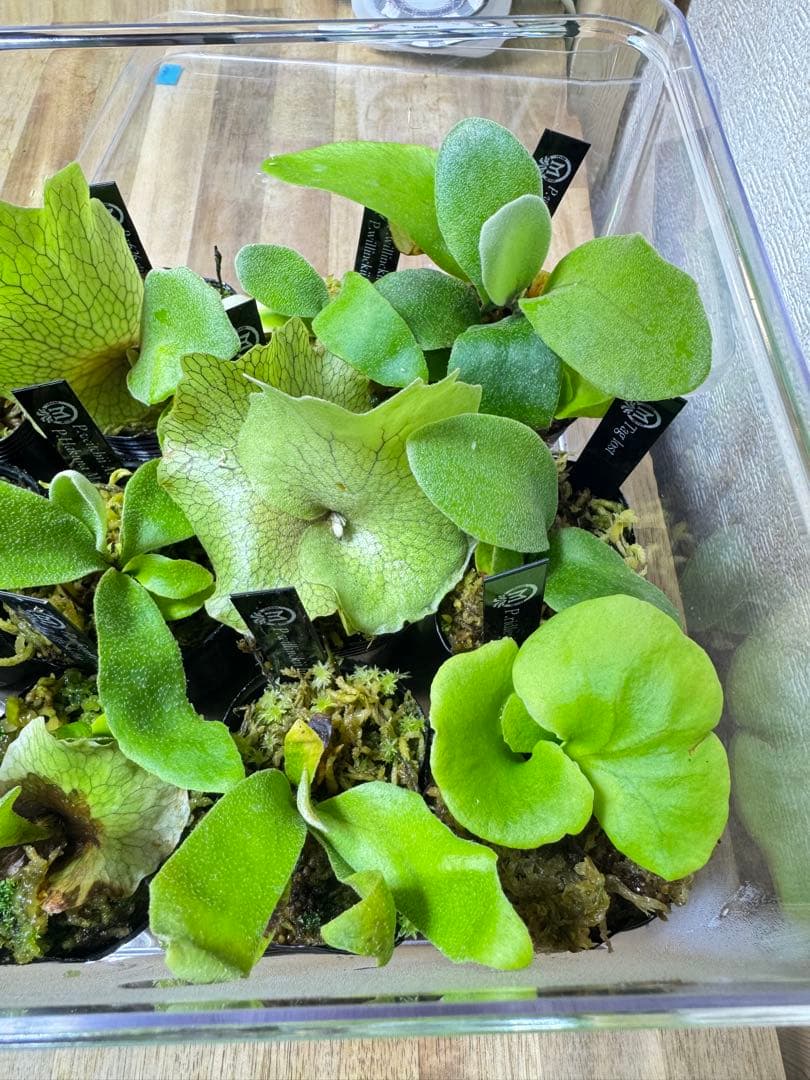 ビカクシダ　15種　ラスト