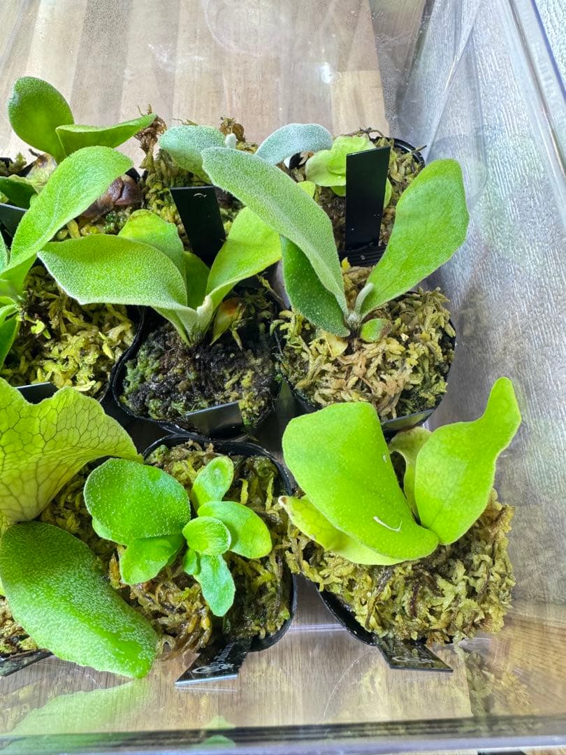 ビカクシダ　15種　ラスト