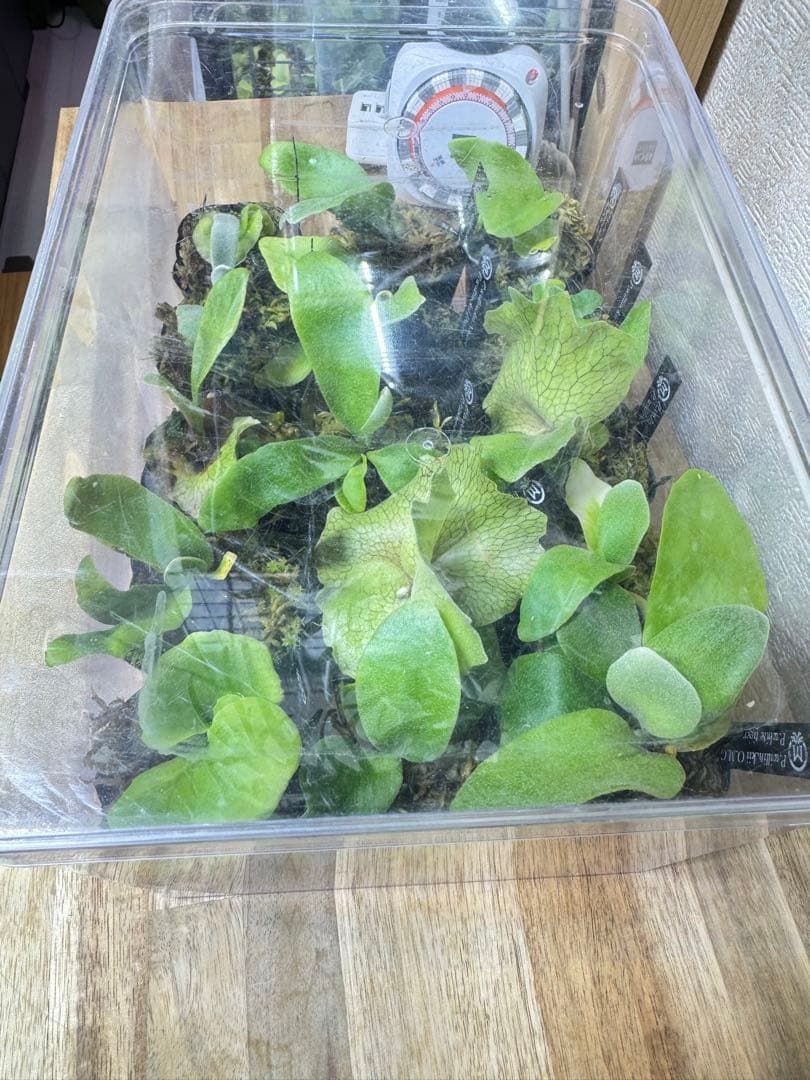 ビカクシダ　15種　ラスト