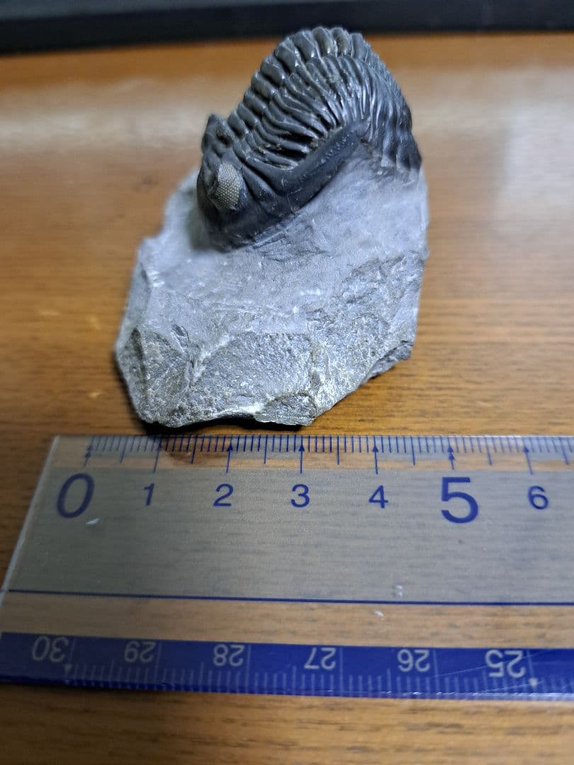 三葉虫 ホラドプス メソクリスタータ 化石